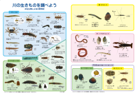 水生生物調査