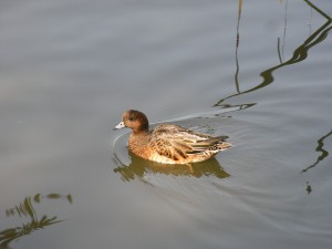 もりおか近郊自然歩道　鳥暦へ移動します