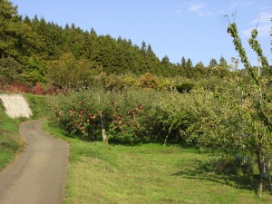 蝶ヶ森・たたら山コース