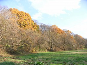 小鹿公園の紅葉（高松・四十四田コース）