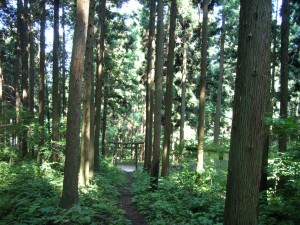 大ヶ生・朝島山コース