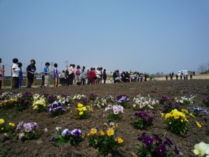 小学生による種まき