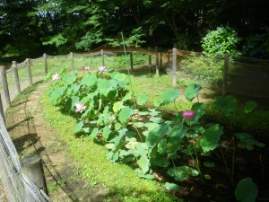 ハスの花（7月19日）