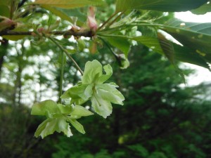 御衣黄桜の写真